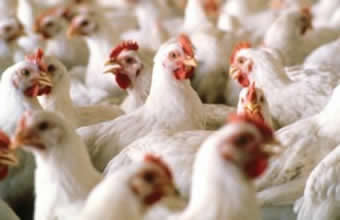 Abatedouro Superfrango - Foto 1