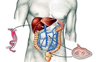 Gastro Clínica de Gastroenterologia Integrada - Foto 1