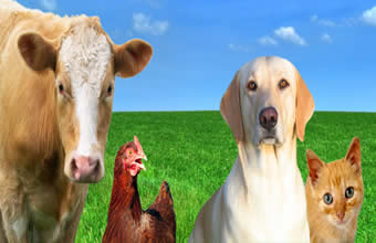 Dog Golden Produtos Veterinários & Rações - Foto 1