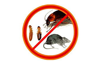 Ratazana Pragas - Foto 1