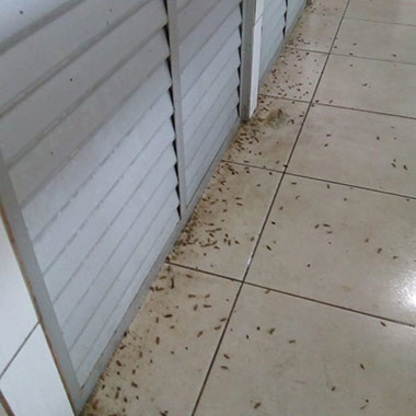 Emanuel Dedetizadora - Foto 3