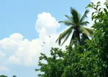 chikungunya