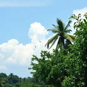 chikungunya