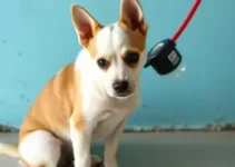 edital para ONGs castrarem cães e gatos gratuitamente