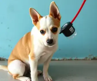 edital para ONGs castrarem cães e gatos gratuitamente